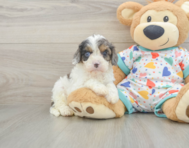 9 week old Cavapoo Puppy For Sale - Lone Star Pups