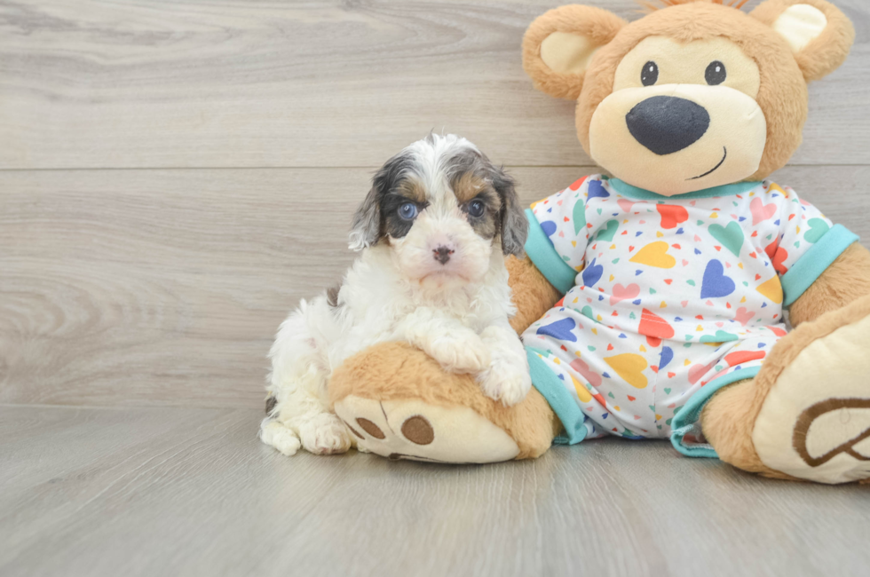 5 week old Cavapoo Puppy For Sale - Lone Star Pups