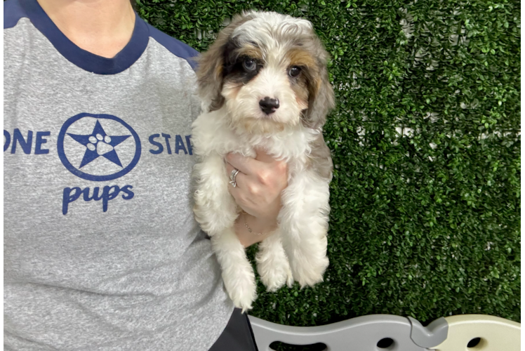 Cute Cavapoo Poodle Mix Pup