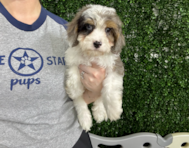 9 week old Cavapoo Puppy For Sale - Lone Star Pups