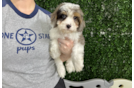 Cute Cavapoo Poodle Mix Pup