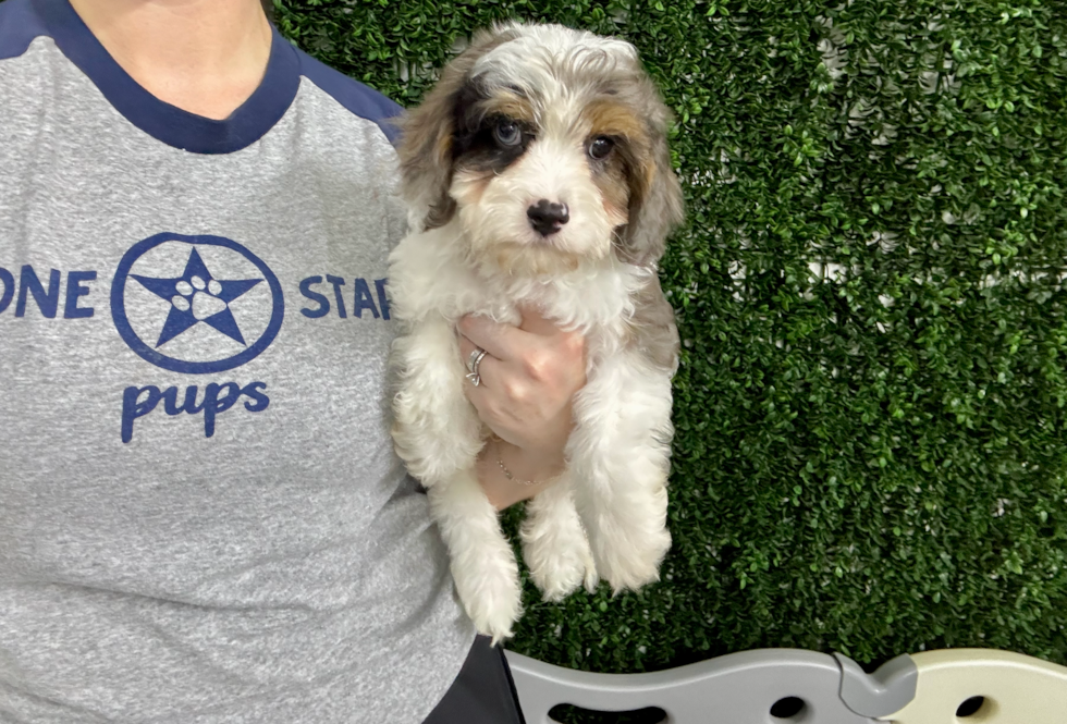 Cute Cavapoo Poodle Mix Pup