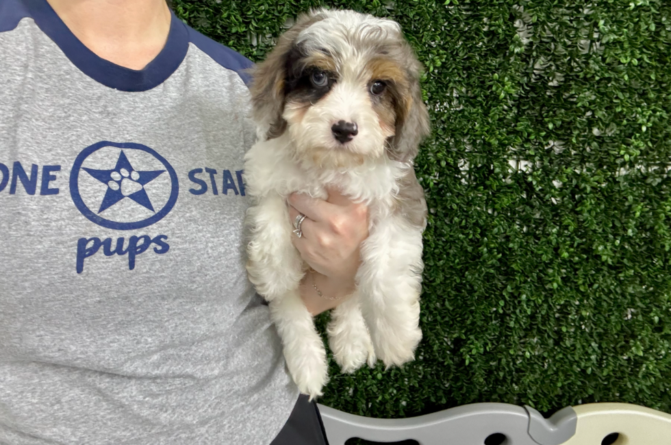 9 week old Cavapoo Puppy For Sale - Lone Star Pups