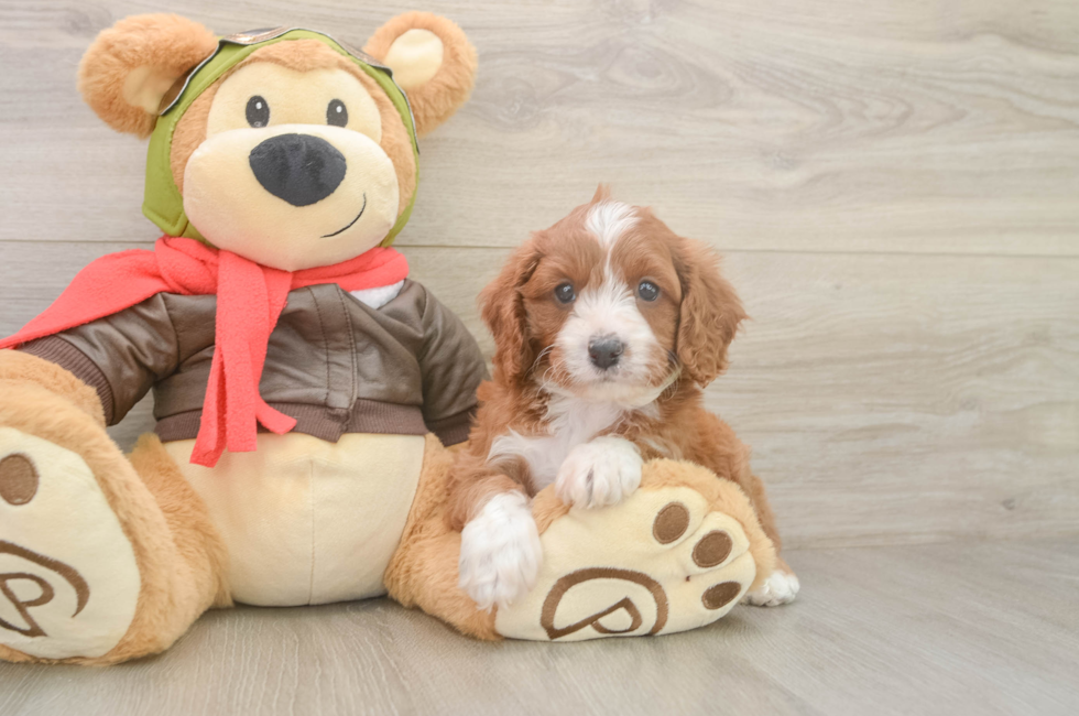 5 week old Cavapoo Puppy For Sale - Lone Star Pups