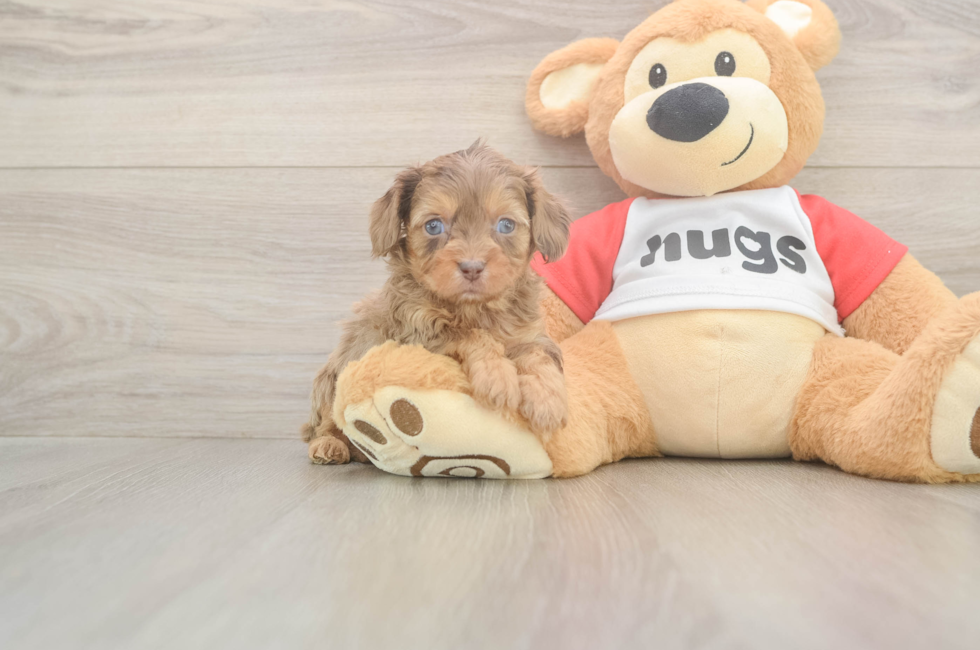 5 week old Cavapoo Puppy For Sale - Lone Star Pups