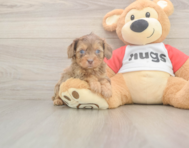 6 week old Cavapoo Puppy For Sale - Lone Star Pups 6 week old Cavapoo Puppy For Sale - Lone Star Pups
