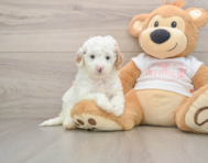 8 week old Cavapoo Puppy For Sale - Lone Star Pups
