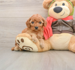 6 week old Cavapoo Puppy For Sale - Lone Star Pups