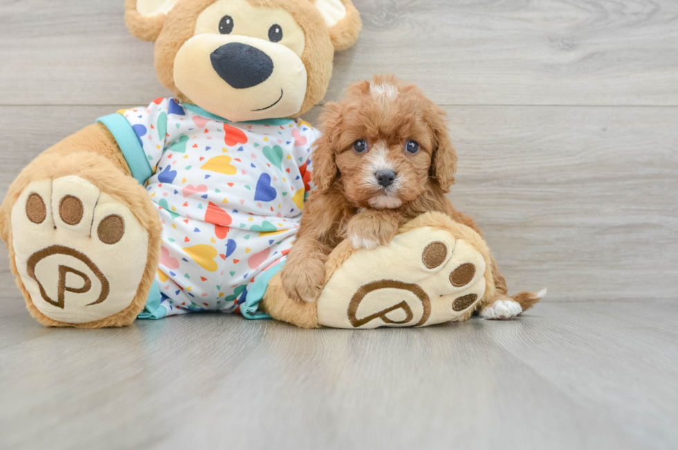 5 week old Cavapoo Puppy For Sale - Lone Star Pups