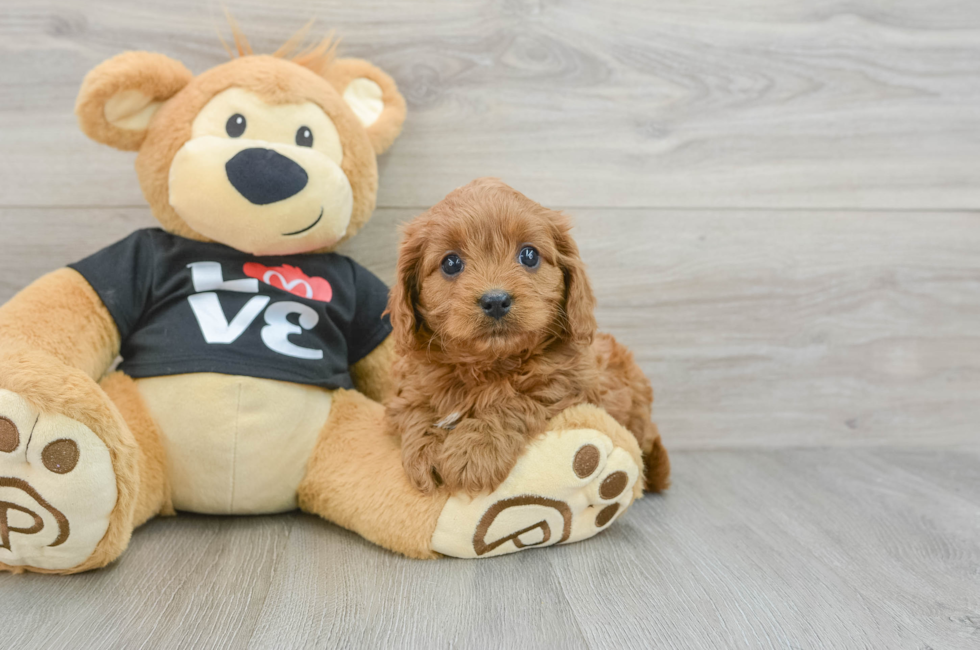 7 week old Cavapoo Puppy For Sale - Lone Star Pups