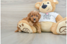 Cavapoo Puppy for Adoption