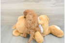 Best Cavapoo Baby