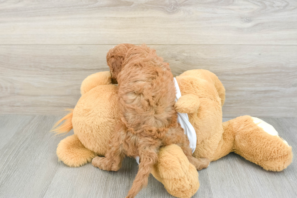Best Cavapoo Baby