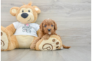 Cavapoo Puppy for Adoption