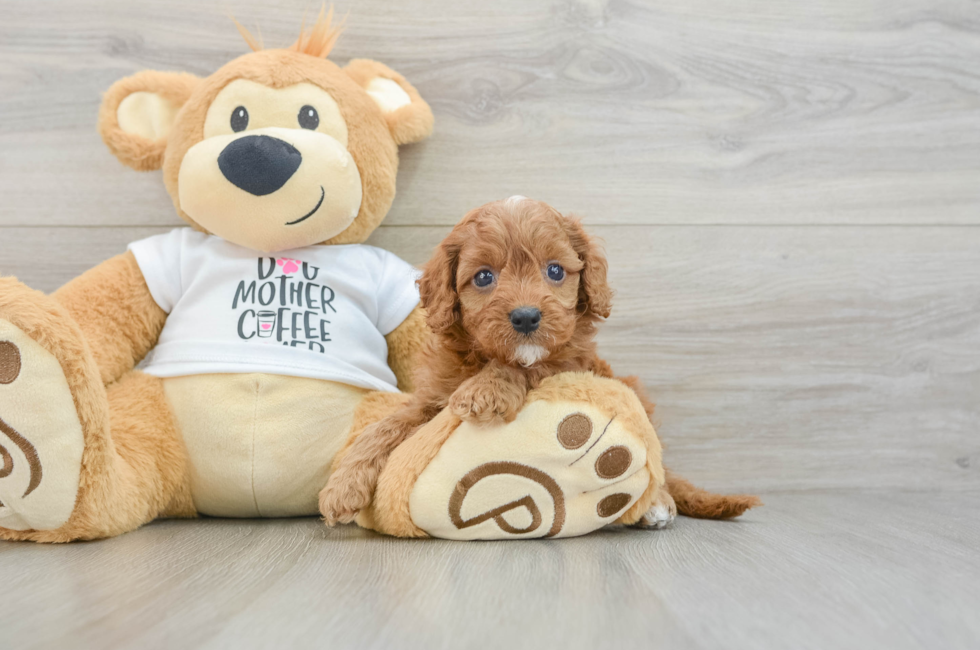 6 week old Cavapoo Puppy For Sale - Lone Star Pups