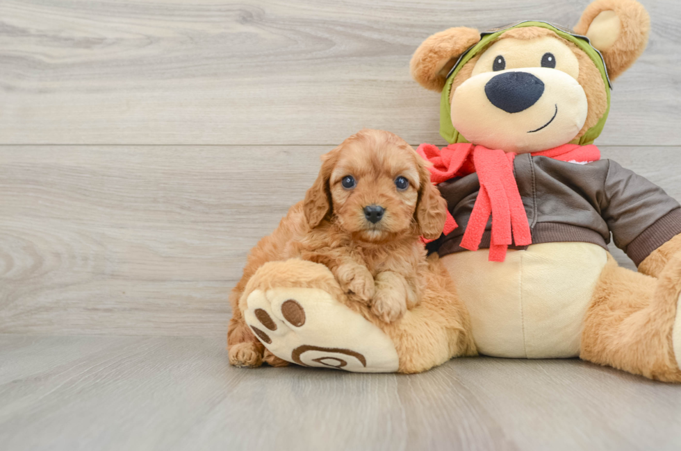 7 week old Cavapoo Puppy For Sale - Lone Star Pups