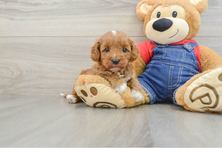 Little Cavipoo Poodle Mix Puppy