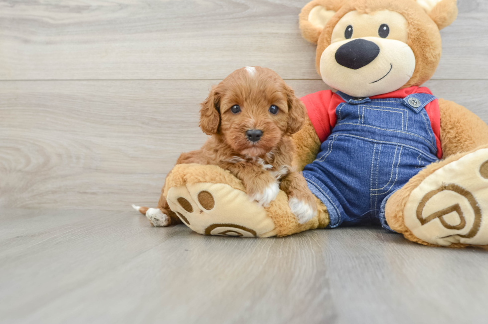 5 week old Cavapoo Puppy For Sale - Lone Star Pups