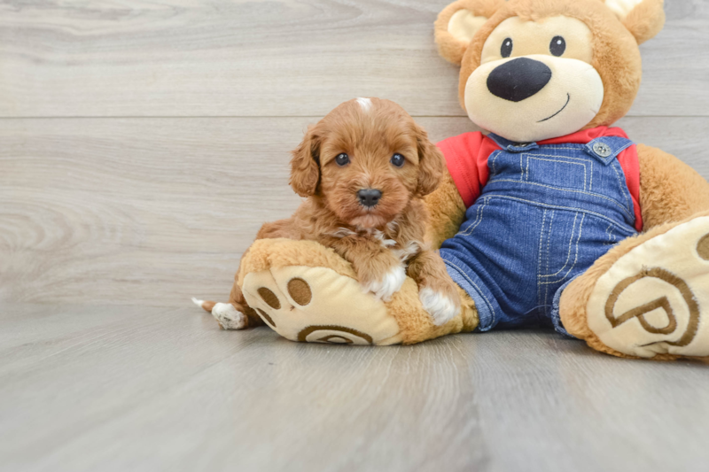 Meet Amsterdam - our Cavapoo Puppy Photo 1/3 - Lone Star Pups