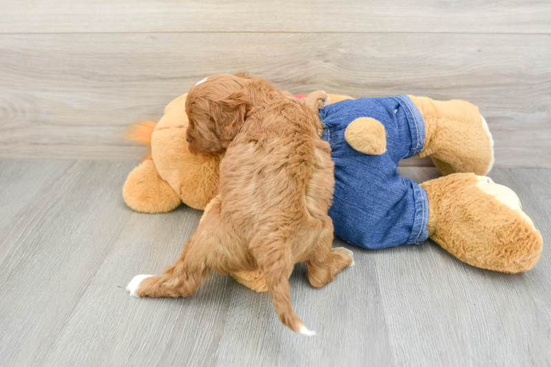 Meet Amsterdam - our Cavapoo Puppy Photo 2/3 - Lone Star Pups