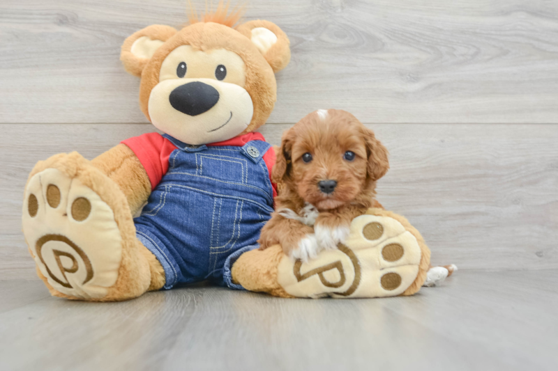 Meet Amsterdam - our Cavapoo Puppy Photo 3/3 - Lone Star Pups