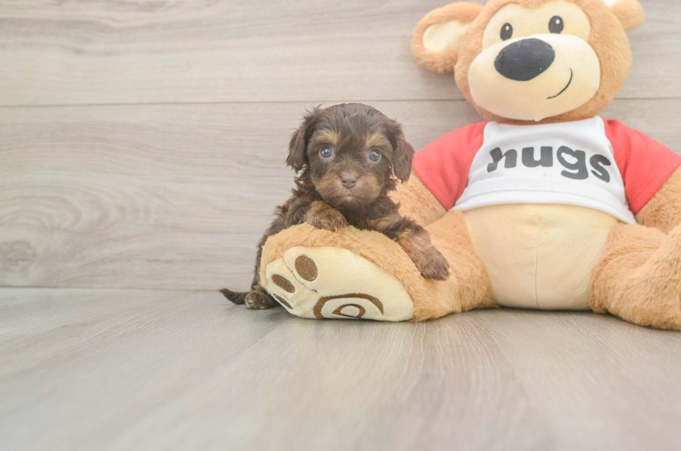 5 week old Cavapoo Puppy For Sale - Lone Star Pups