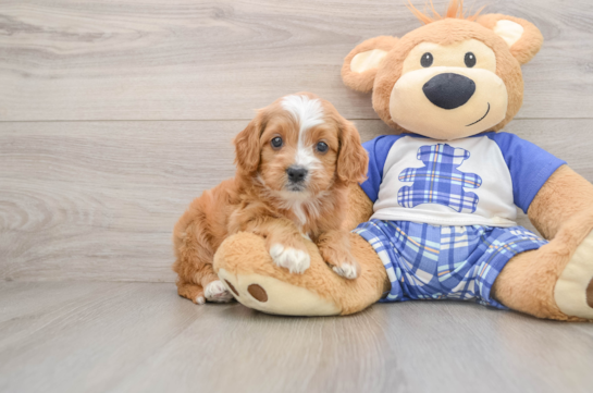 Cavapoo Puppy for Adoption