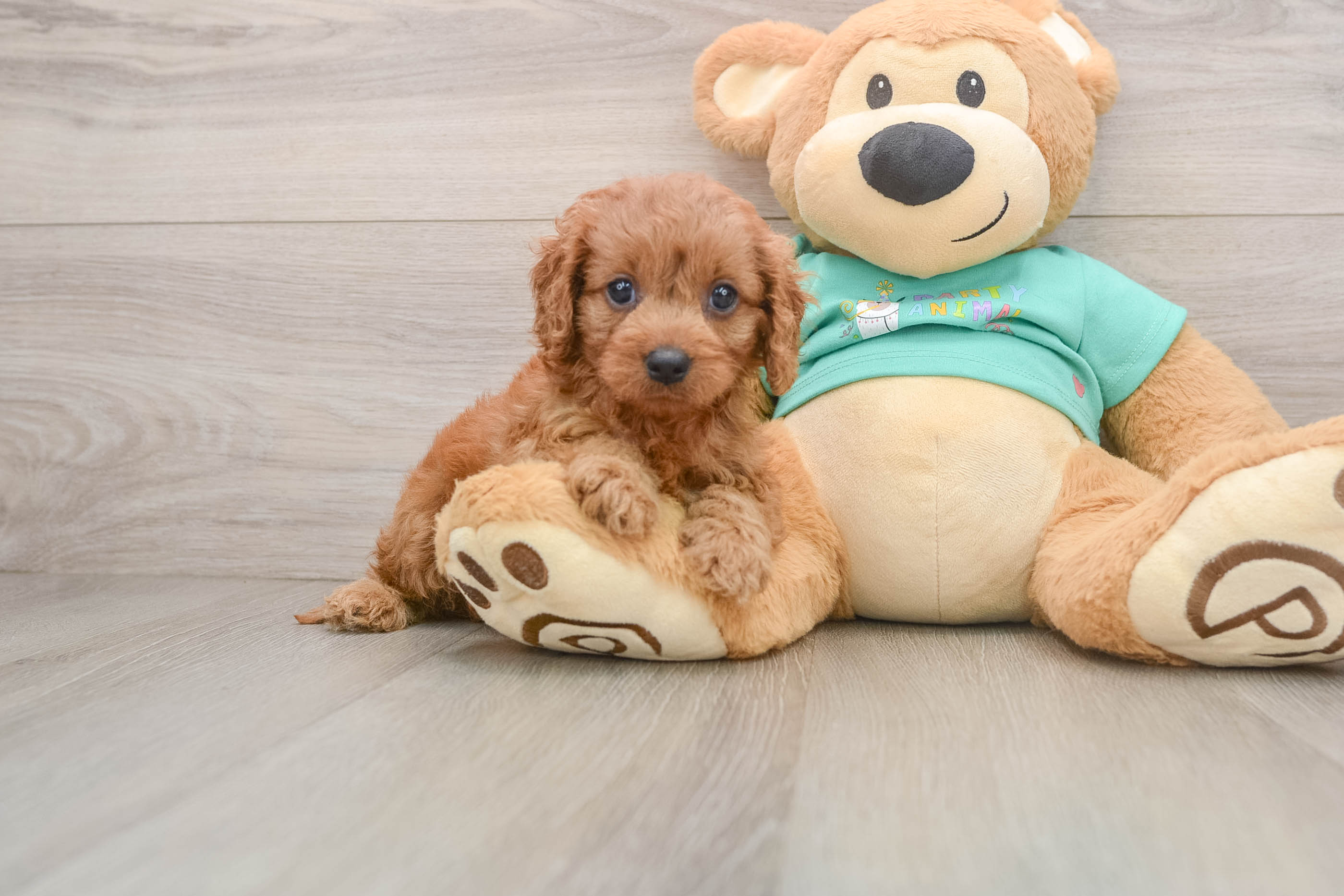 Happy Cavapoo Baby