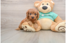 Happy Cavapoo Baby