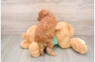 Cavapoo Pup Being Cute