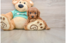 Cavapoo Pup Being Cute