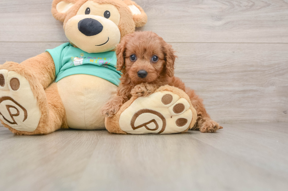 Cavapoo Pup Being Cute
