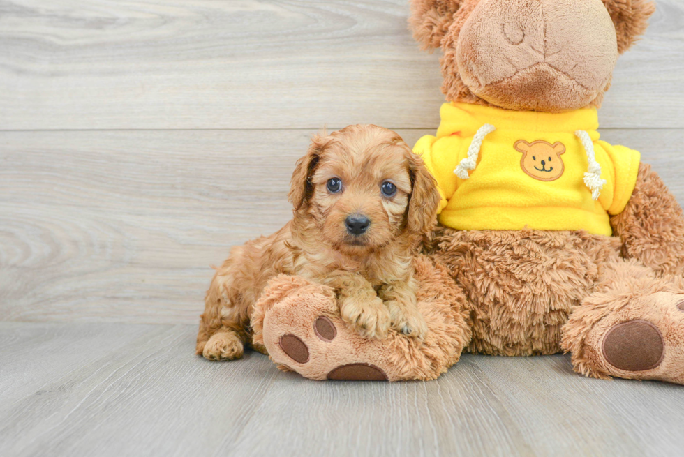 Friendly Cavapoo Baby