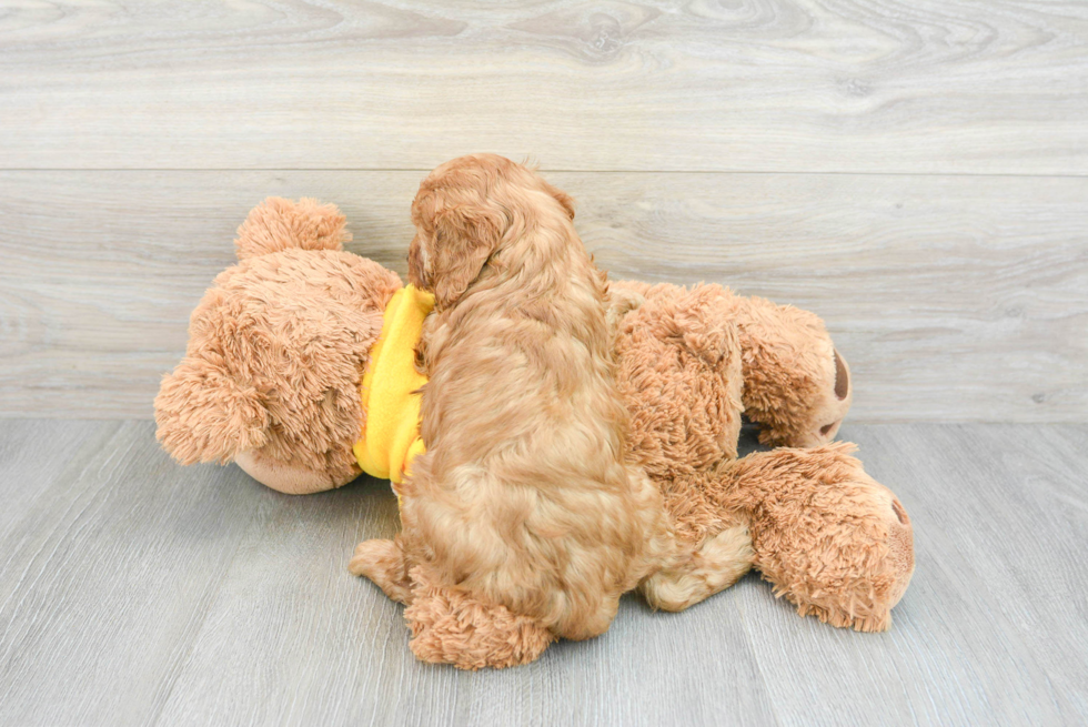 Best Cavapoo Baby