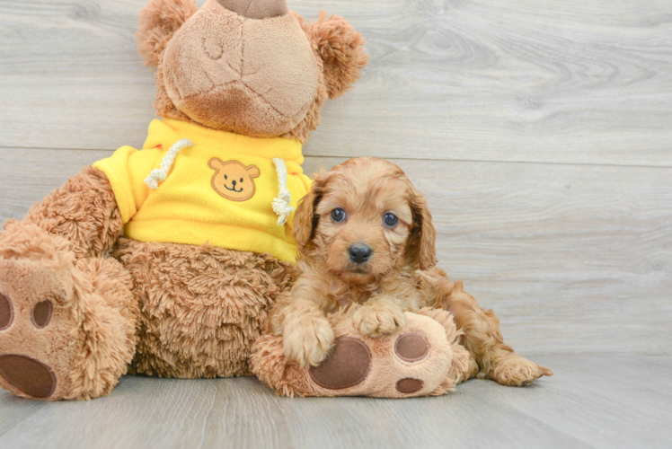 Best Cavapoo Baby