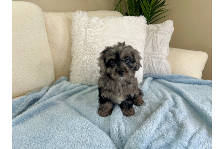 Cute Cavapoo Poodle Mix Pup