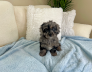 9 week old Cavapoo Puppy For Sale - Lone Star Pups