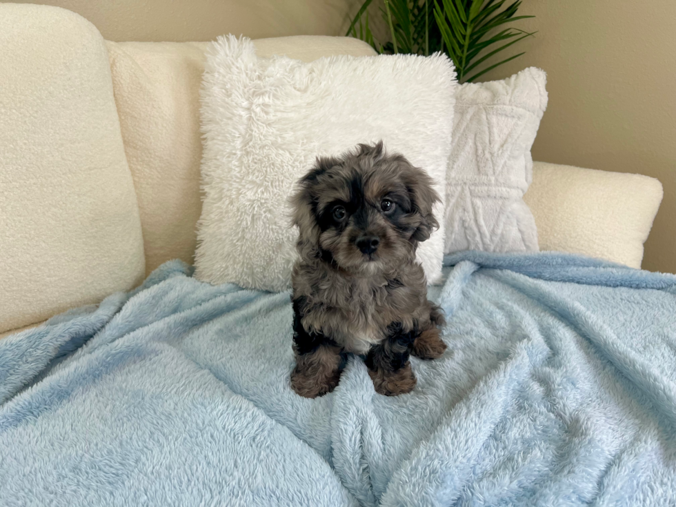 Cute Cavapoo Poodle Mix Pup