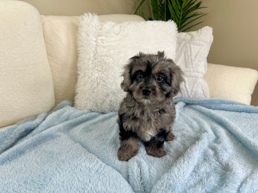 Cavapoo Pup Being Cute