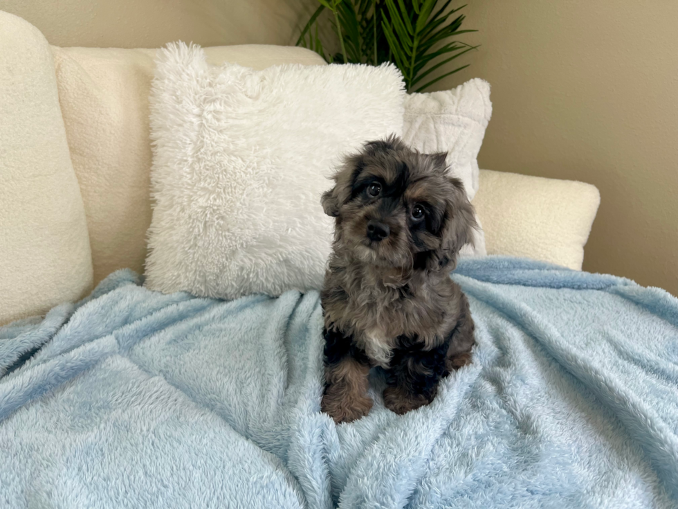 Cute Cavipoo Poodle Mix Puppy