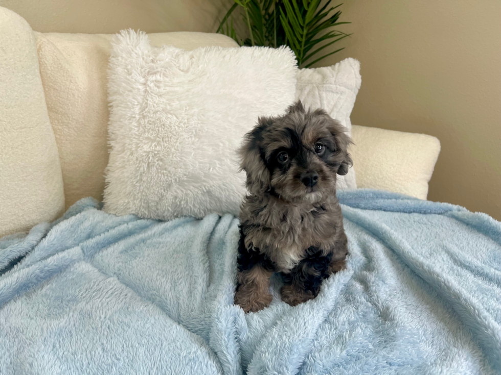 Cute Cavapoo Poodle Mix Pup