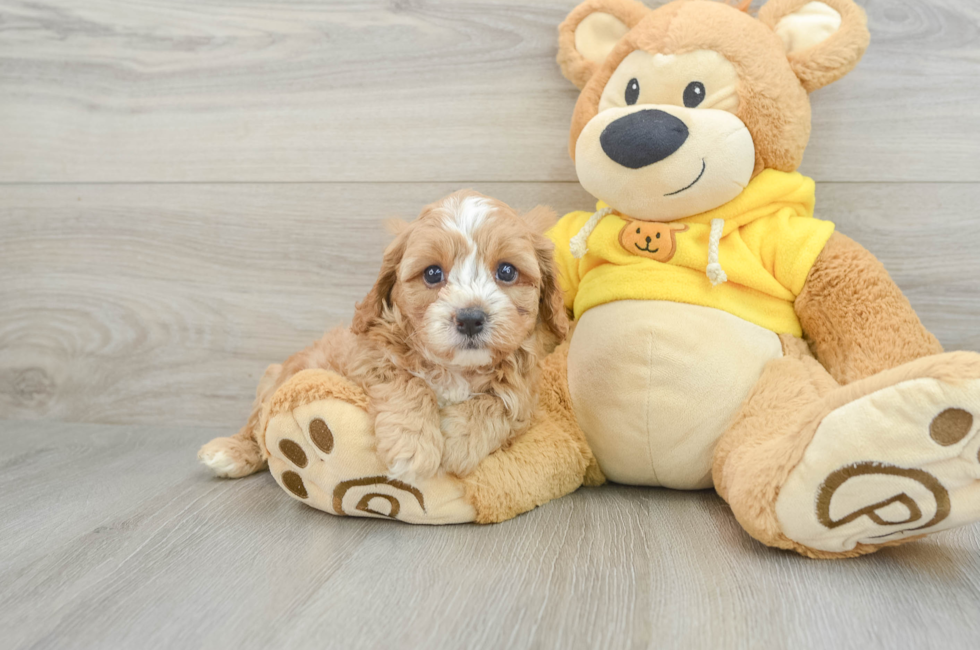 8 week old Cavapoo Puppy For Sale - Lone Star Pups