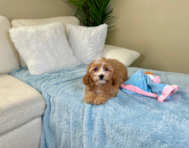 11 week old Cavapoo Puppy For Sale - Lone Star Pups