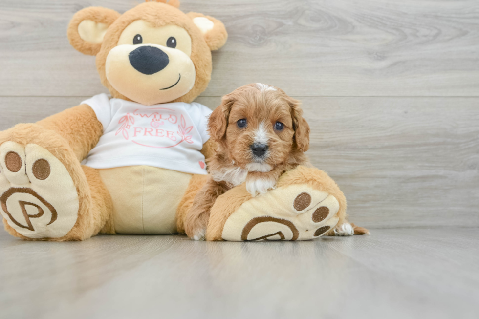 Sweet Cavapoo Baby