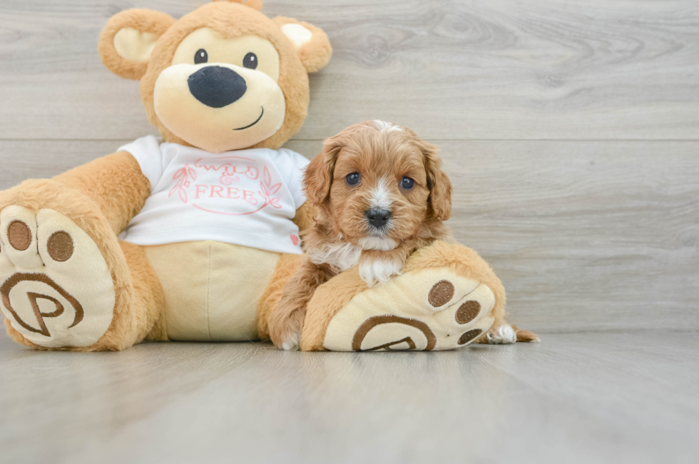 5 week old Cavapoo Puppy For Sale - Lone Star Pups