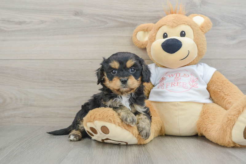 Meet Andrew - our Cavapoo Puppy Photo 1/3 - Lone Star Pups