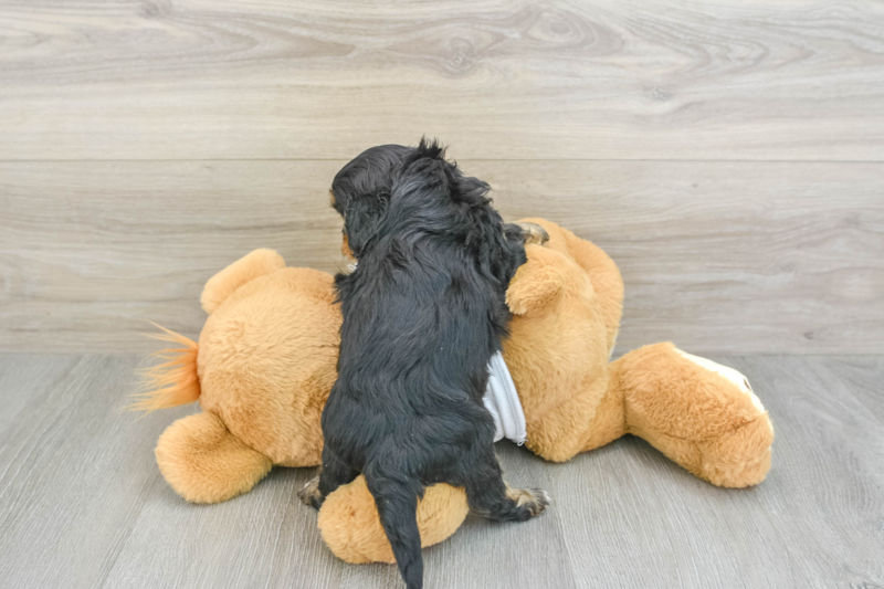 Meet Andrew - our Cavapoo Puppy Photo 2/3 - Lone Star Pups