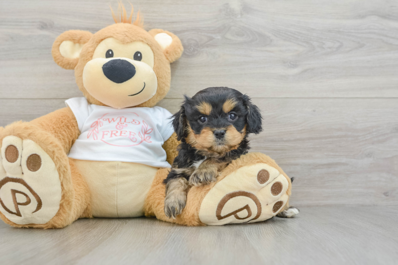 Meet Andrew - our Cavapoo Puppy Photo 3/3 - Lone Star Pups
