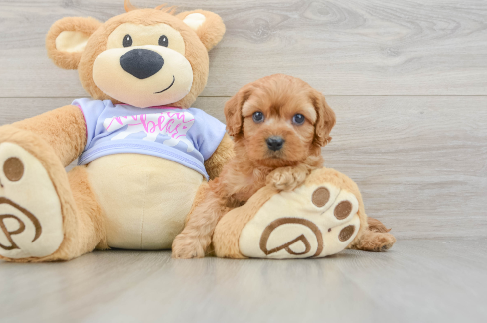 5 week old Cavapoo Puppy For Sale - Lone Star Pups