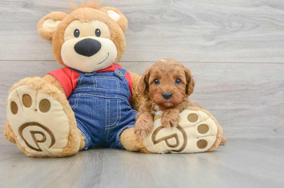 5 week old Cavapoo Puppy For Sale - Lone Star Pups